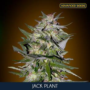 JACK PLANT (5 y 2) AS