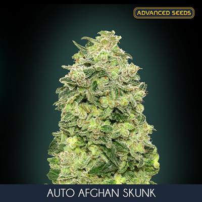AUTO AFGHAN SKUNK (3 y 1) AS