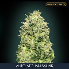 AUTO AFGHAN SKUNK (3 y 1) AS