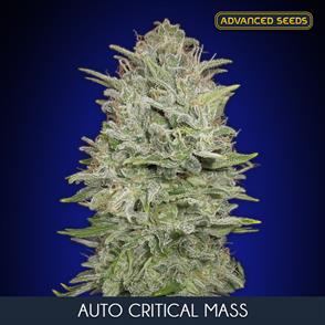 AUTO CRITICAL MASS (3 y 1) AS