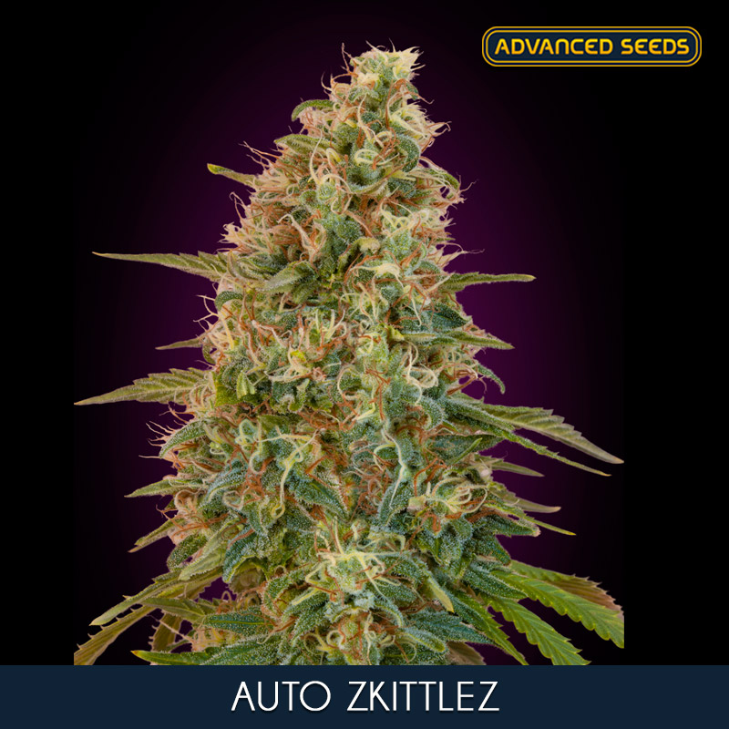 AUTO ZKITTLEZ (3 y 1) AS