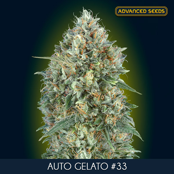 AUTO GELATO 33 (3 y 1) AS