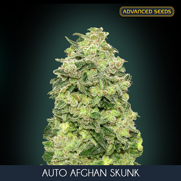 AUTO AFGHAN SKUNK (5 y 2) AS