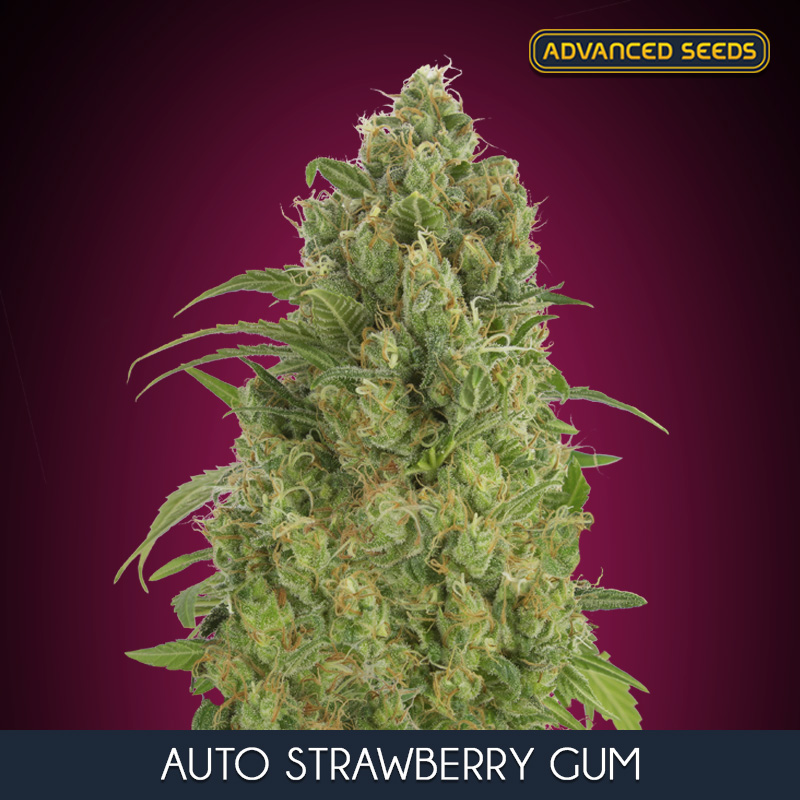 AUTO STRAWBERRY GUM (5 y 2) AS