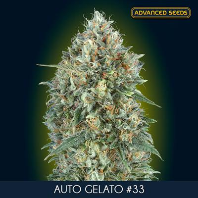 AUTO GELATO 33 (5 y 2) AS