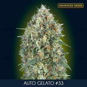 AUTO GELATO 33 (5 y 2) AS
