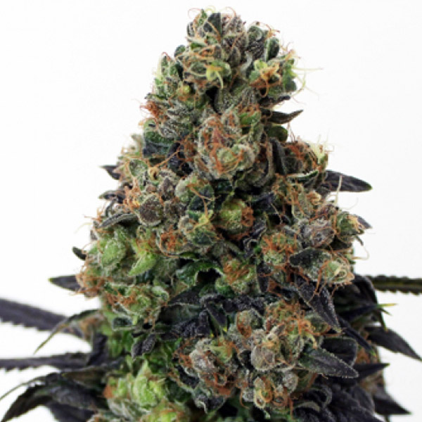 ACID DOUGH (1)