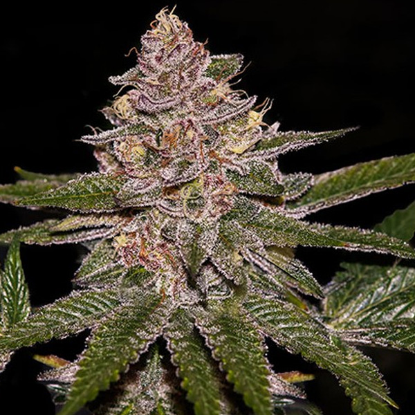RADICAL JUICE (1)