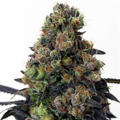 ACID DOUGH (3)