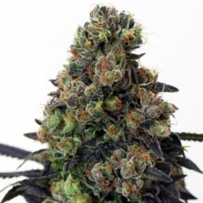 ACID DOUGH (3)