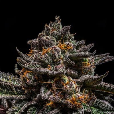 BRAIN CAKE (5)