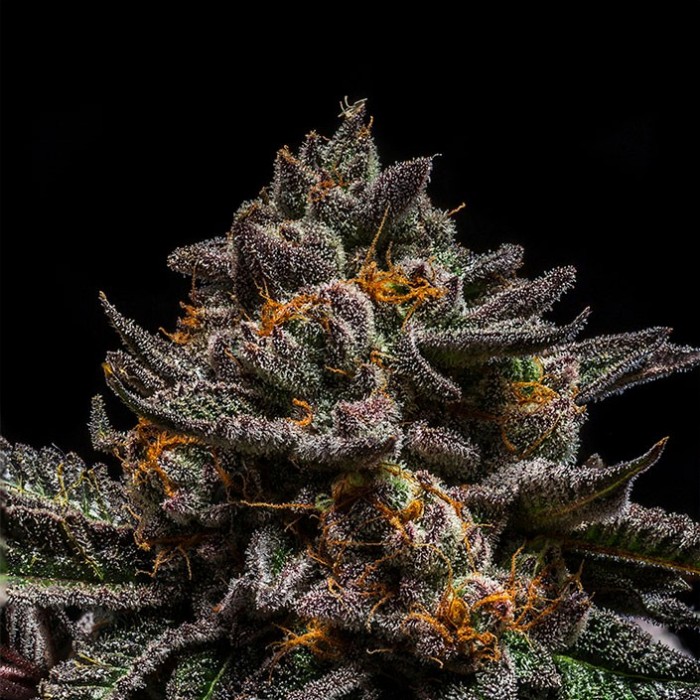 BRAIN CAKE (5)