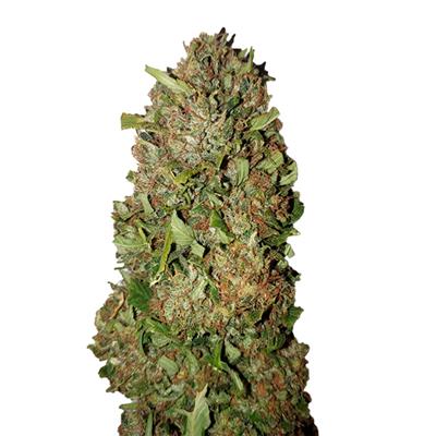 FRUIT CAKE CBD + (3)