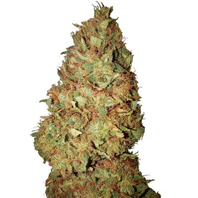 HONEY COOKIES CBD + (3)