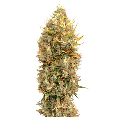 MASTERKUSH CBG (3)