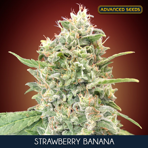 STRAWBERRY  BANANA (5 y 2)