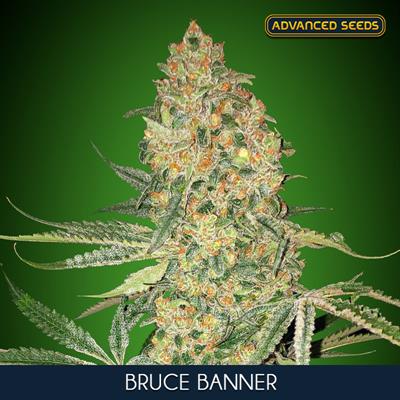 BRUCE BANNER (5 y 2)