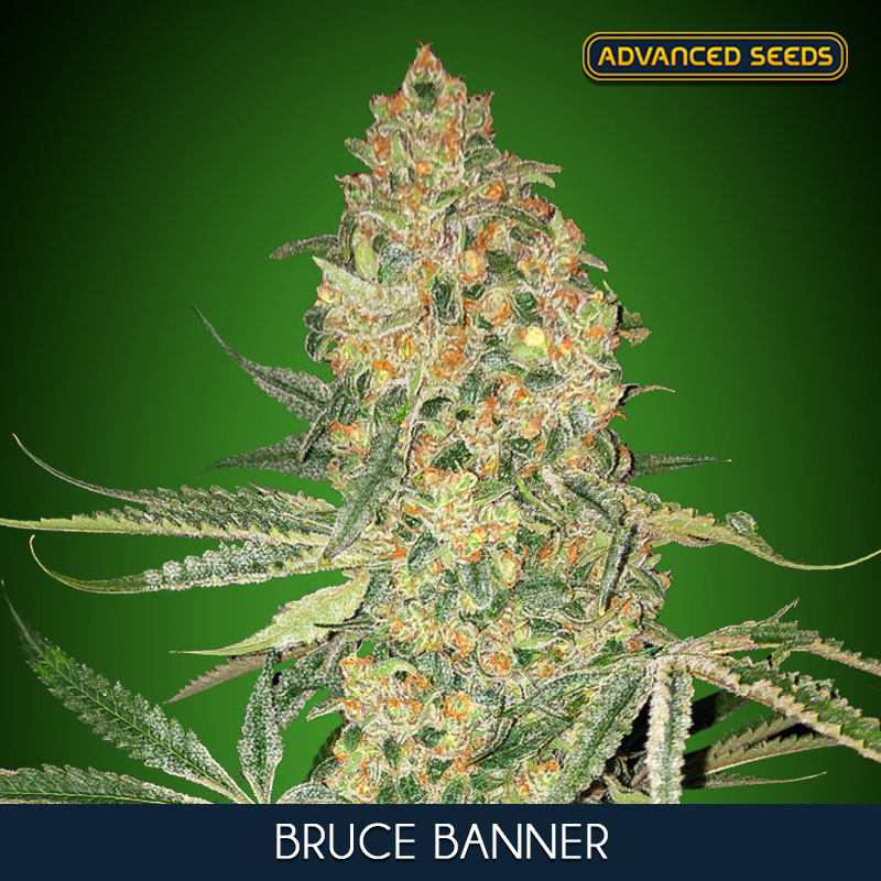 BRUCE BANNER (5 y 2)