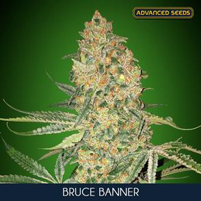 BRUCE BANNER (5 y 2)