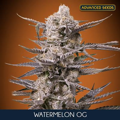 WATTERMELON OG (5 y 2)