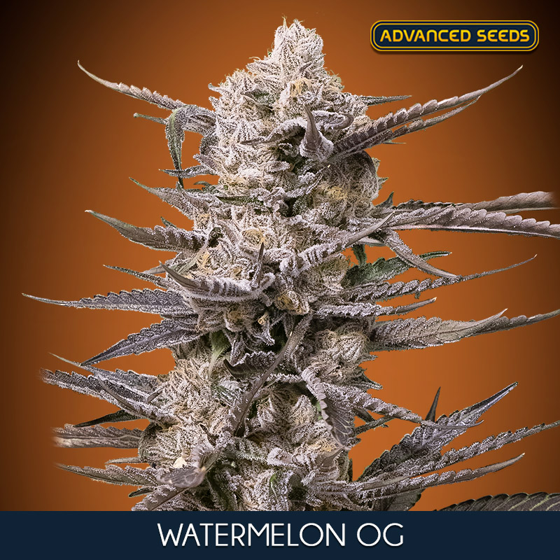 WATTERMELON OG (5 y 2)