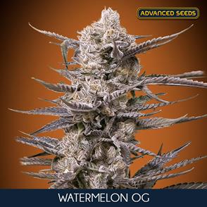 WATTERMELON OG (5 y 2)