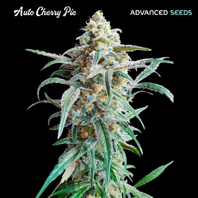 AUTO CHERRY PIE (5 y 2)