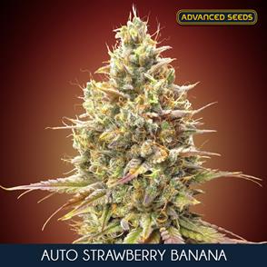 AUTO STRAWBERRY BANANA (5 y 2)
