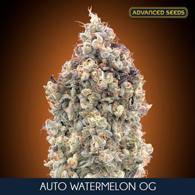 AUTO WATTERMELON OG (5 y 2)