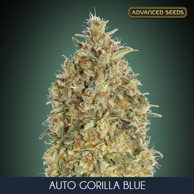 AUTO GORILLA BLUE (5 y 2)