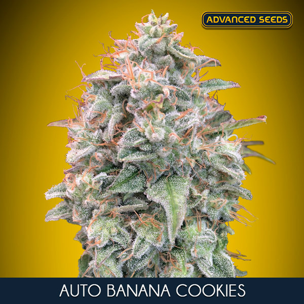 AUTO BANANA COOKIES (5 y 2)