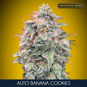 AUTO BANANA COOKIES (5 y 2)