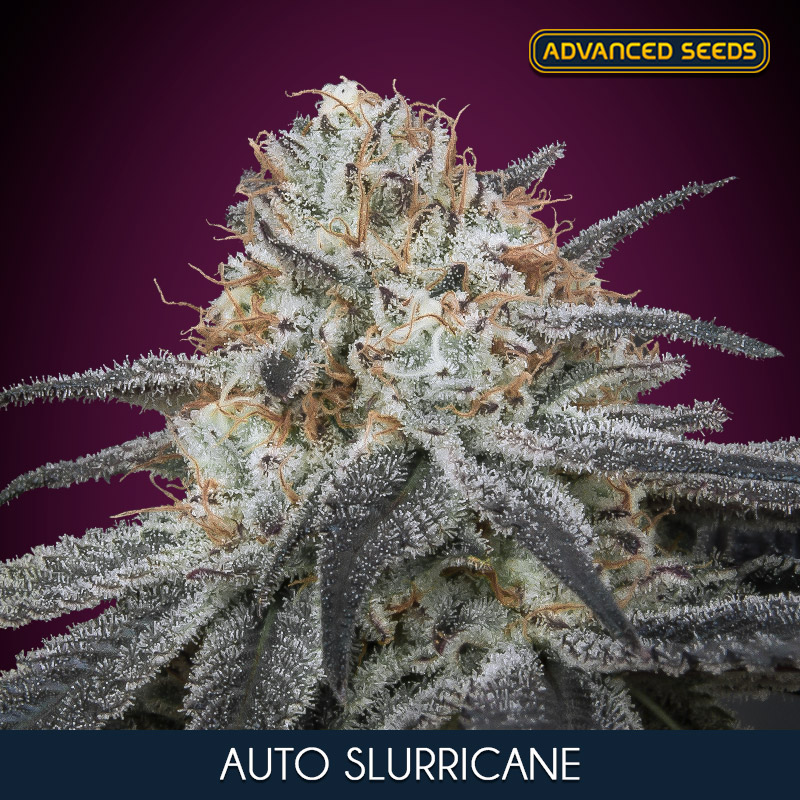 AUTO SLURRICANE (5 y 2)