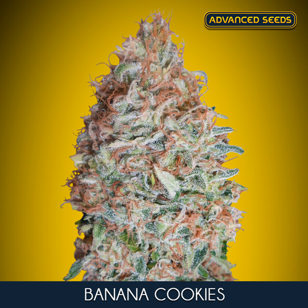 BANANA COOKIES (5 y 2)