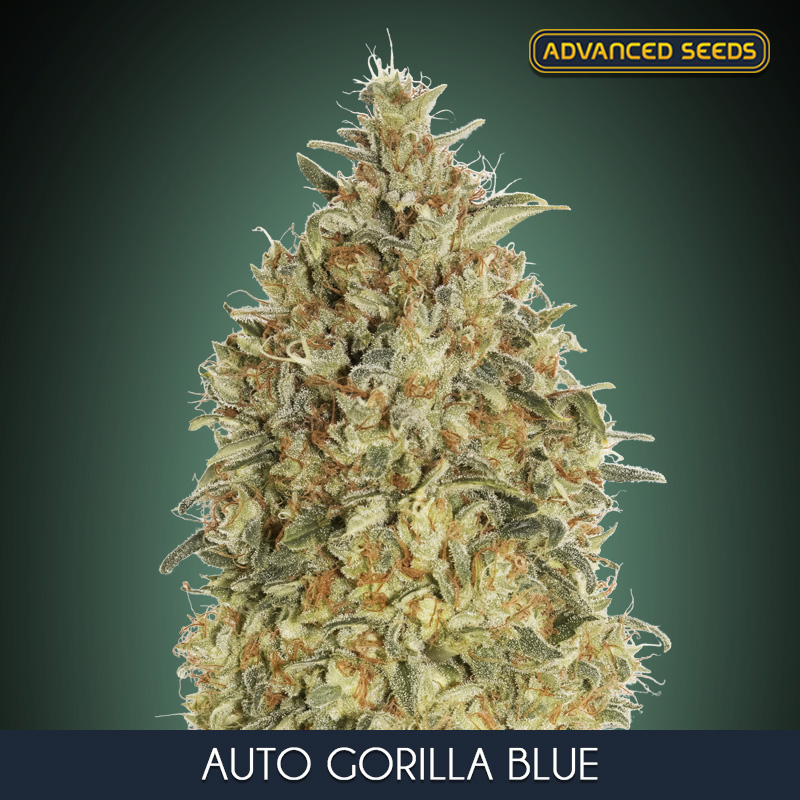 AUTO GORILLA BLUE (3 y 1) AS