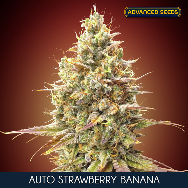 AUTO STRAWBERRY BANANA (3 y 1) AS