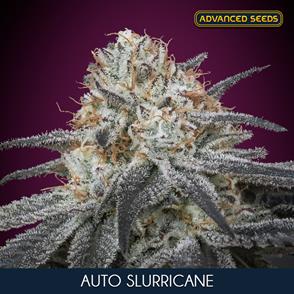 AUTO SLURRICANE (3 y 1) AS