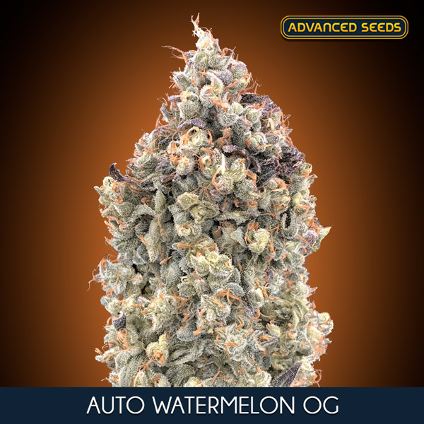 AUTO WATTERMELON OG (3 y 1) AS
