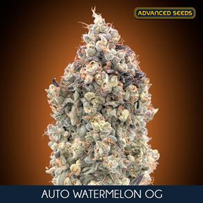 AUTO WATTERMELON OG (3 y 1) AS