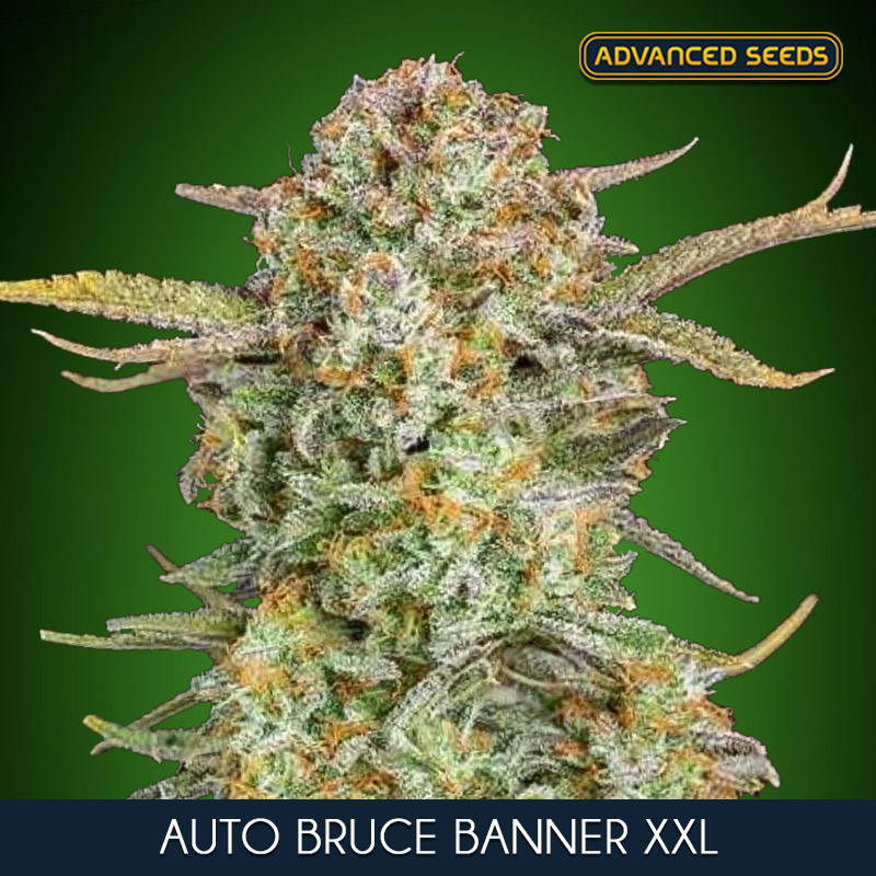 AUTO BRUCE BANNER XXL (3 y 1)