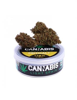 CRITICAL + 3 gr CBD flor premium