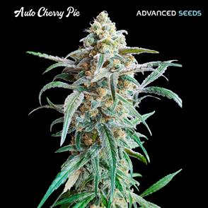 AUTO CHERRY PIE (5 y 2)