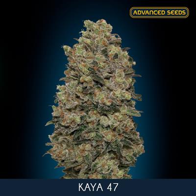 KAYA 47 (3 y 1) AS