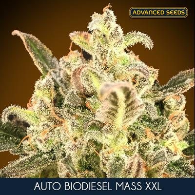 AUTO BIODIESEL MASS XXL (5 y 2)