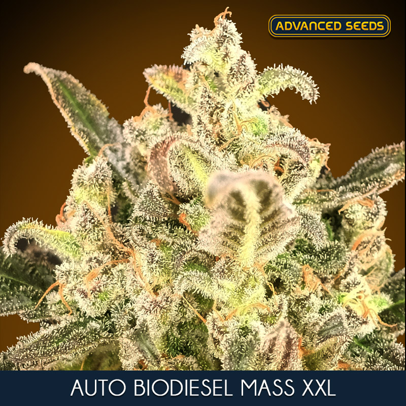 AUTO BIODIESEL MASS XXL (5 y 2)