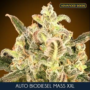 AUTO BIODIESEL MASS XXL (5 y 2)
