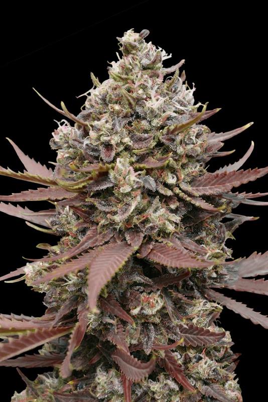 MIMOSA PUNCH (5 y 2)