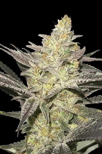 RAINBOW SHERBET #11 (3  y 1)
