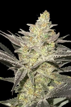 RAINBOW SHERBET #11 (3  y 1)