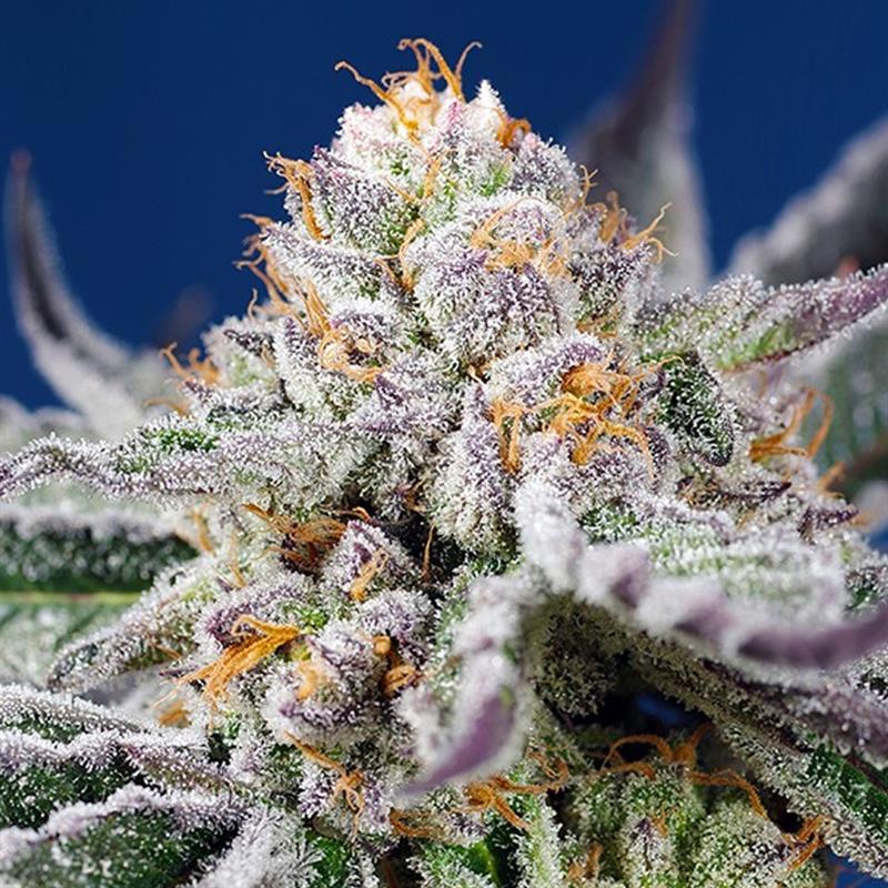 ORANGE APRICOT GLUE XL AUTO (3)
